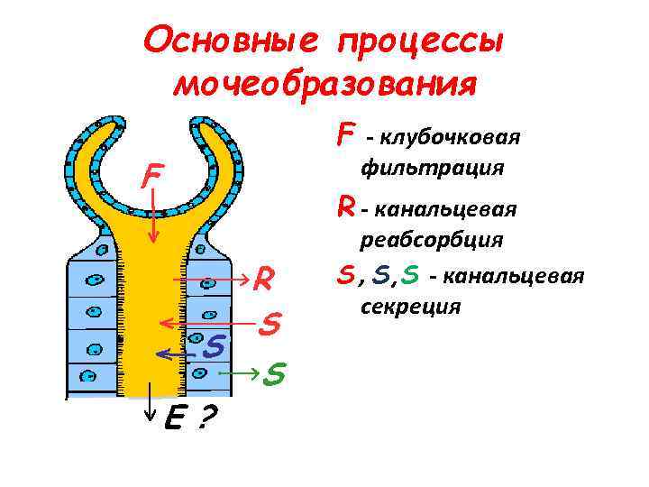 Основные процессы мочеобразования F - клубочковая фильтрация R - канальцевая реабсорбция S , S,