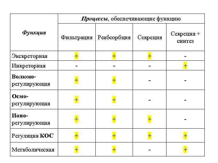 Процессы, обеспечивающие функцию Функция Фильтрация Реабсорбция Секреция + синтез Экскреторная + + + -