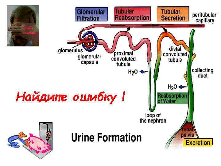 Найдите ошибку ! 