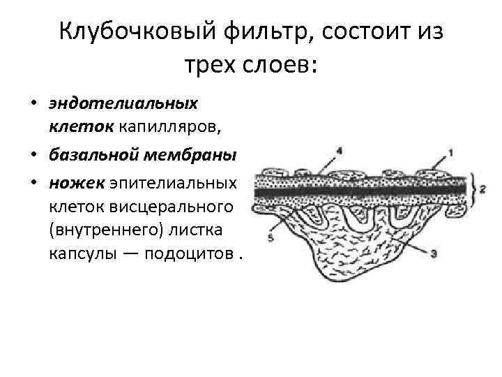 Клубочковый фильтр, состоит из трех слоев: • эндотелиальных клеток капилляров, • базальной мембраны •