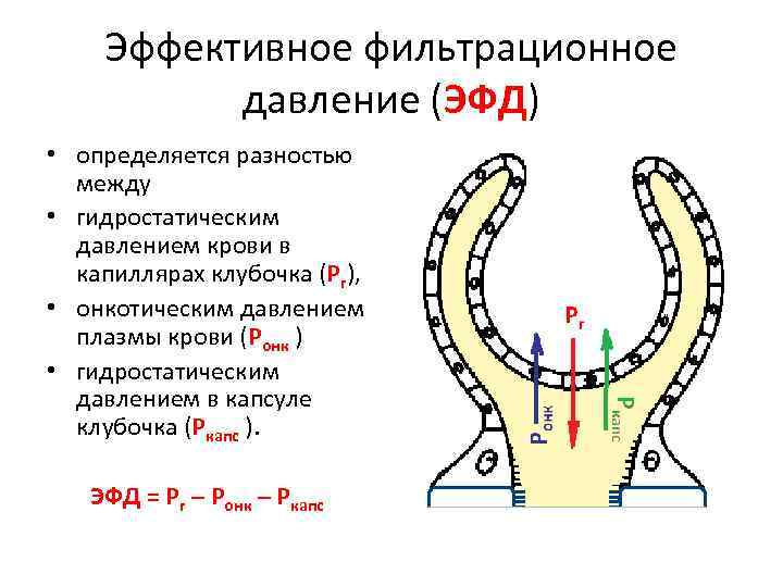 Эффективное фильтрационное давление (ЭФД) • определяется разностью между • гидростатическим давлением крови в капиллярах