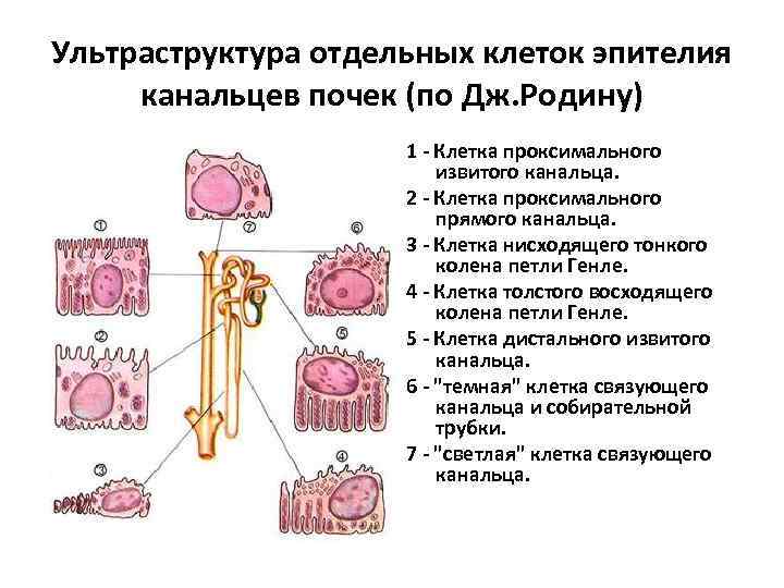 Ультраструктура отдельных клеток эпителия канальцев почек (по Дж. Родину) 1 - Клетка проксимального извитого