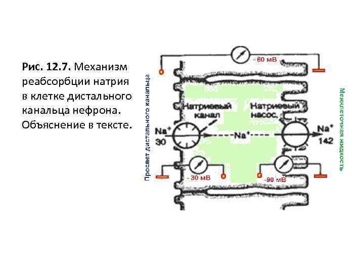 Рис. 12. 7. Механизм реабсорбции натрия в клетке дистального канальца нефрона. Объяснение в тексте.