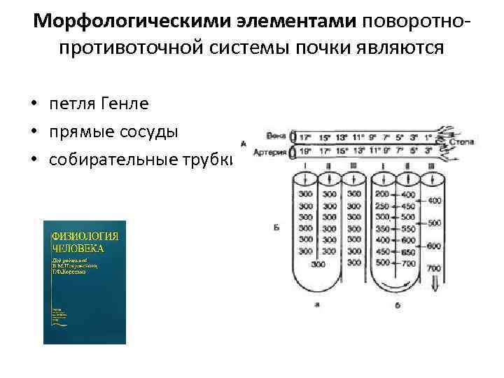 Морфологическими элементами поворотнопротивоточной системы почки являются • петля Генле • прямые сосуды • собирательные