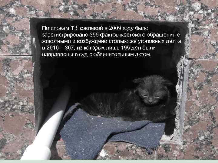 По словам Т. Яковлевой в 2009 году было зарегистрировано 359 фактов жестокого обращения с