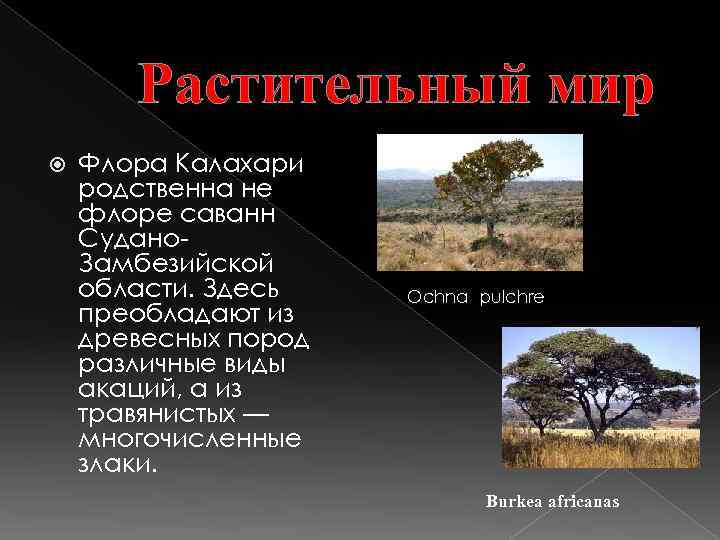 Растительный мир Флора Калахари родственна не флоре саванн Судано. Замбезийской области. Здесь преобладают из