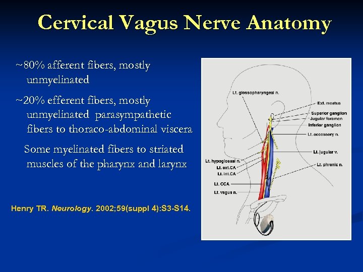 Cervical Vagus Nerve Anatomy ~80% afferent fibers, mostly unmyelinated ~20% efferent fibers, mostly unmyelinated
