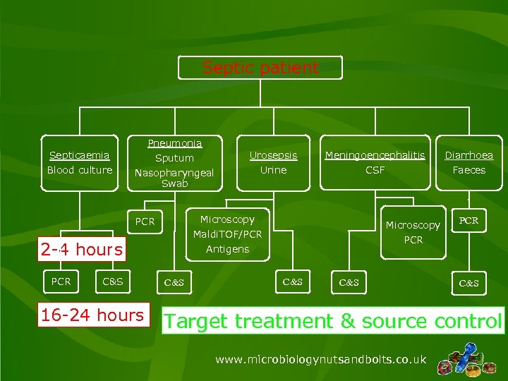 Septic patient Pneumonia Septicaemia Blood culture Sputum Nasopharyngeal Swab 16 -24 hours Diarrhoea Urine