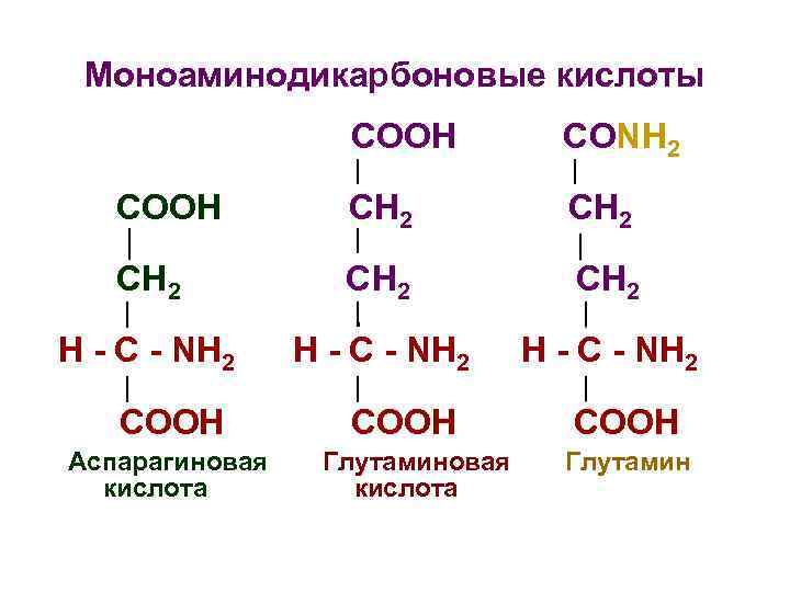 Моноаминодикарбоновые кислоты СООН СОNH 2 СООН СН 2 СH 2 СН 2 H -
