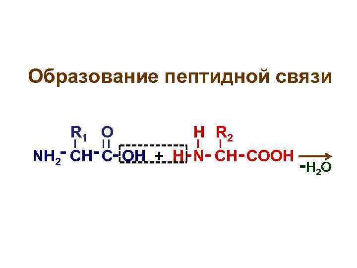 Образование пептидной связи R 1 О Н R 2 NH 2 - CH- C-