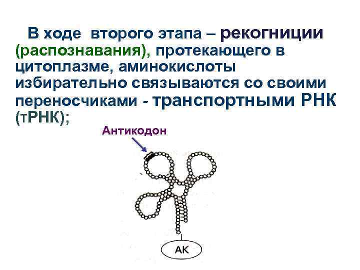 В ходе второго этапа – рекогниции (распознавания), протекающего в цитоплазме, аминокислоты избирательно связываются со