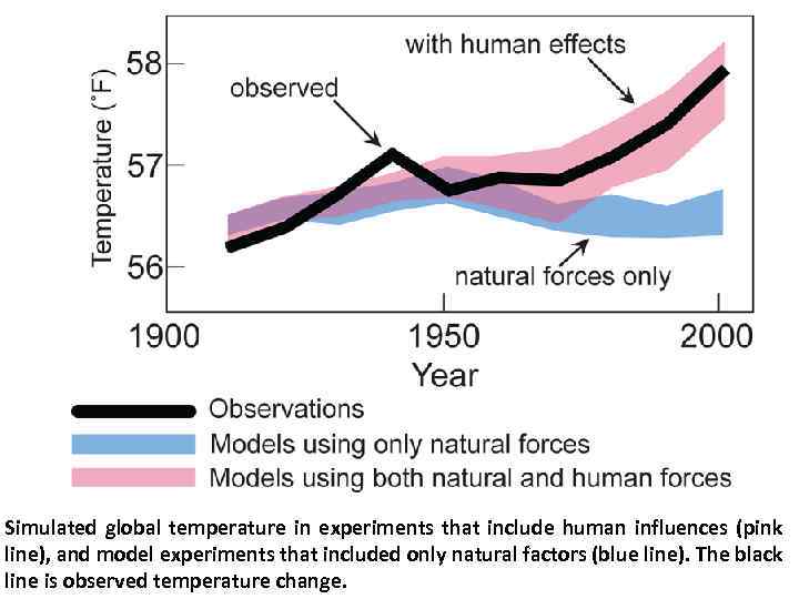 Simulated global temperature in experiments that include human influences (pink line), and model experiments