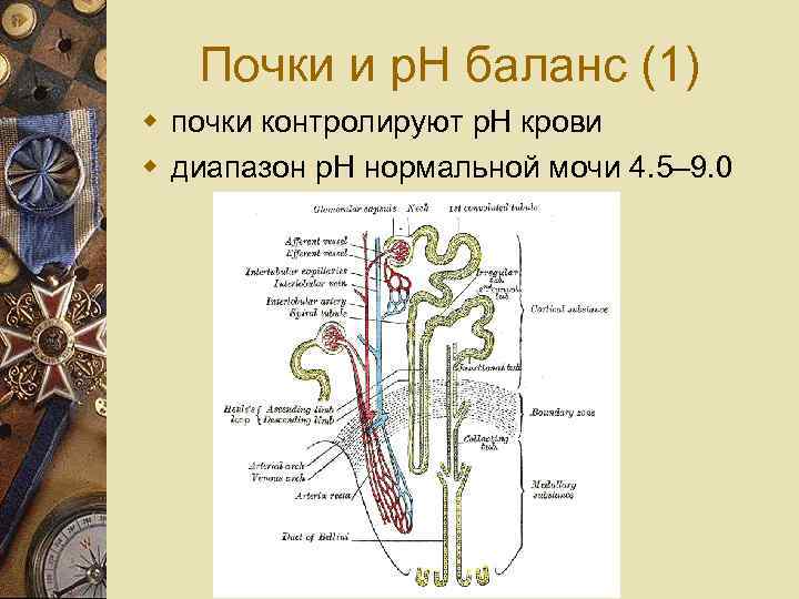 Почки и p. H баланс (1) w почки контролируют p. H крови w диапазон