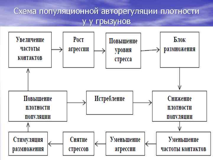 Схема популяционной авторегуляции плотности у у грызунов 