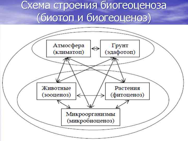 Схема строения биогеоценоза (биотоп и биогеоценоз) 