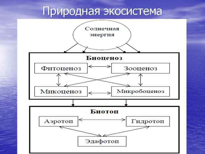 Природная экосистема 