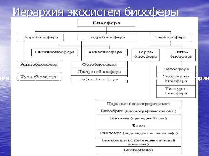 Иерархия экосистем биосферы во вида, которое определяется общностью занимаемой особями территории 