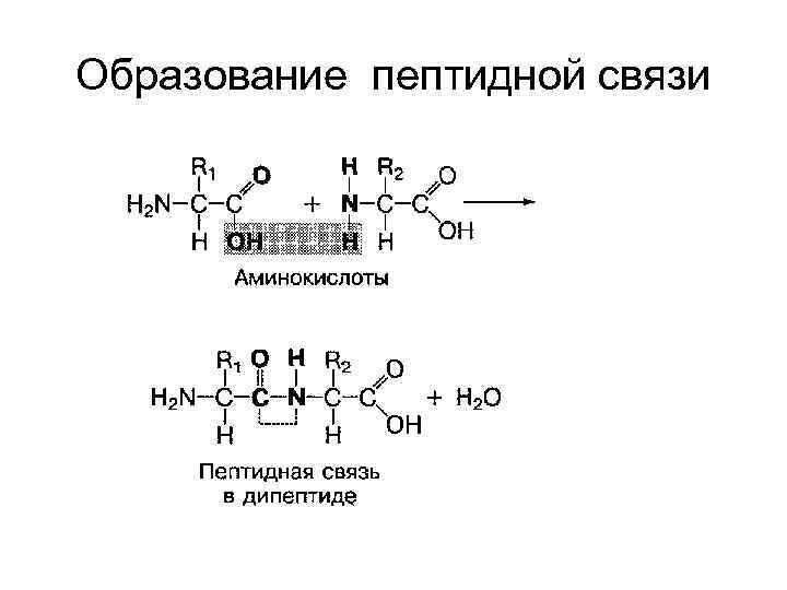 Сколько пептидных связей в аминокислотах
