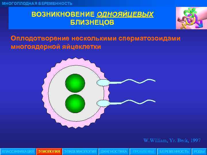 МНОГОПЛОДНАЯ БЕРЕМЕННОСТЬ ВОЗНИКНОВЕНИЕ ОДНОЯЙЦЕВЫХ БЛИЗНЕЦОВ Оплодотворение несколькими сперматозоидами многоядерной яйцеклетки W. William, Yr. Beck,