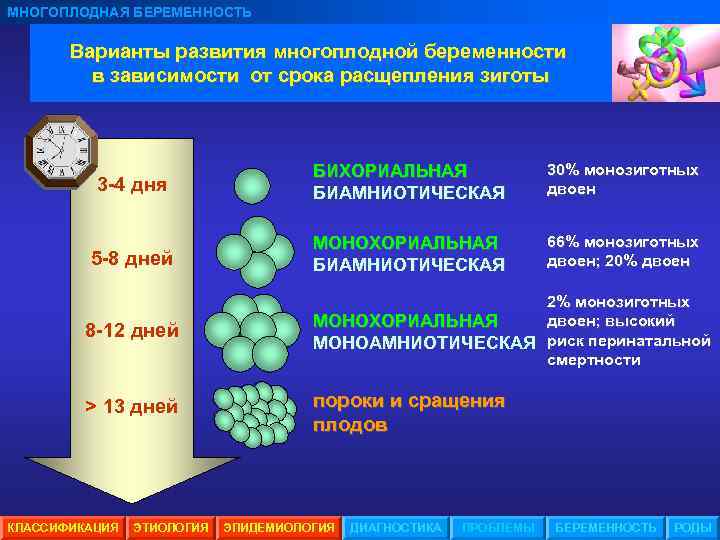 МНОГОПЛОДНАЯ БЕРЕМЕННОСТЬ Варианты развития многоплодной беременности в зависимости от срока расщепления зиготы 3 -4