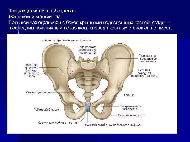 Малый таз у женщин анатомия фото с описанием