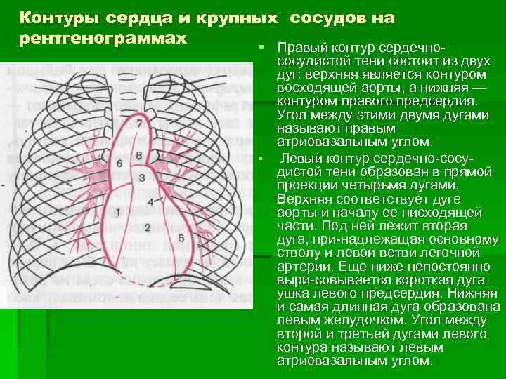 Контуры сердца и крупных сосудов на рентгенограммах § Правый контур сердечно- сосудистой тени состоит