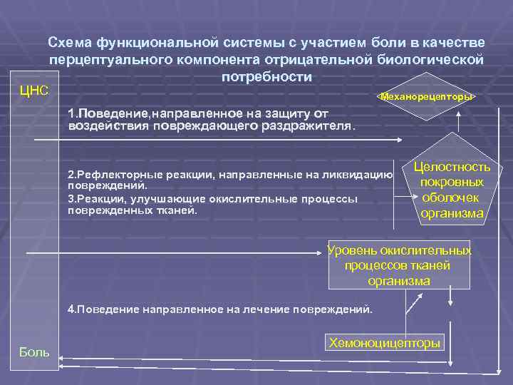 Схема функциональной системы с участием боли в качестве перцептуального компонента отрицательной биологической потребности ЦНС