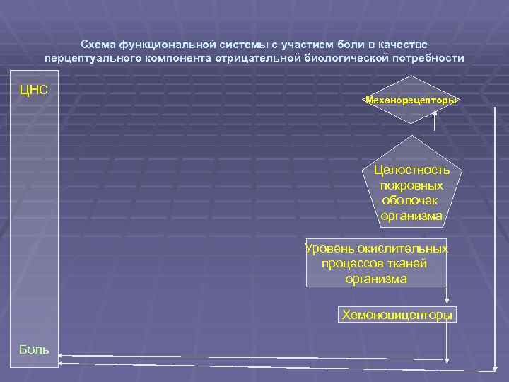 Схема функциональной системы с участием боли в качестве перцептуального компонента отрицательной биологической потребности ЦНС