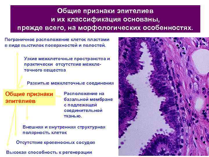 Общие признаки эпителиев и их классификация основаны, прежде всего, на морфологических особенностях. Пограничное расположение