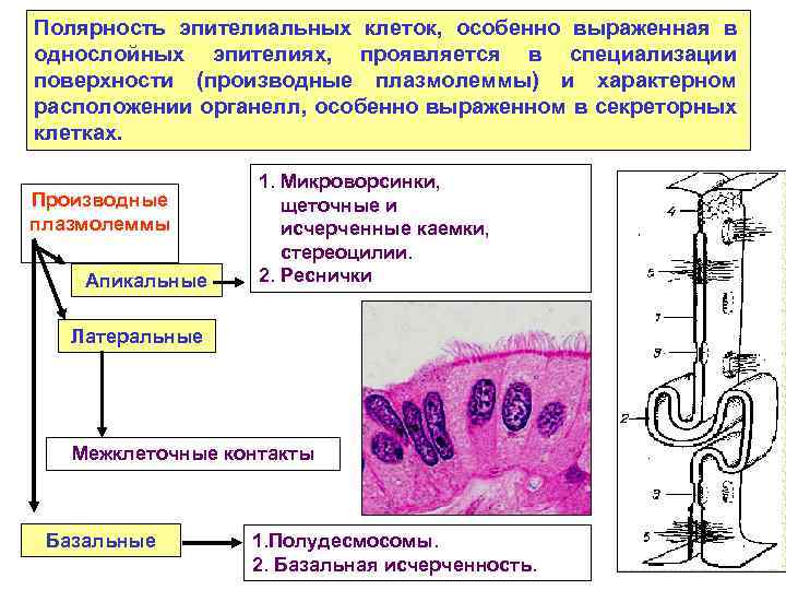 Полярность эпителиальных клеток, особенно выраженная в однослойных эпителиях, проявляется в специализации поверхности (производные плазмолеммы)