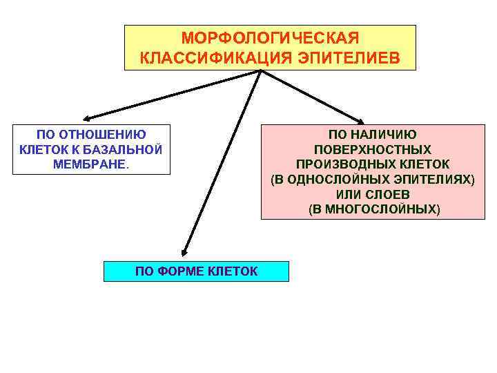 МОРФОЛОГИЧЕСКАЯ КЛАССИФИКАЦИЯ ЭПИТЕЛИЕВ ПО ОТНОШЕНИЮ КЛЕТОК К БАЗАЛЬНОЙ МЕМБРАНЕ. ПО ФОРМЕ КЛЕТОК ПО НАЛИЧИЮ