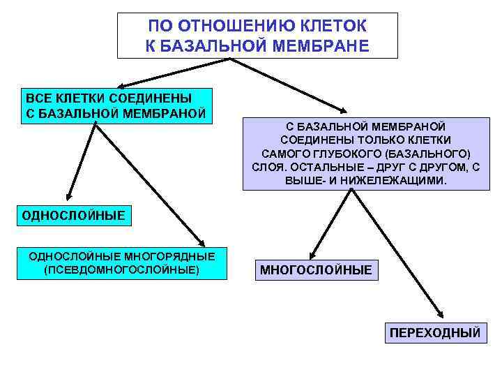 ПО ОТНОШЕНИЮ КЛЕТОК К БАЗАЛЬНОЙ МЕМБРАНЕ ВСЕ КЛЕТКИ СОЕДИНЕНЫ С БАЗАЛЬНОЙ МЕМБРАНОЙ СОЕДИНЕНЫ ТОЛЬКО