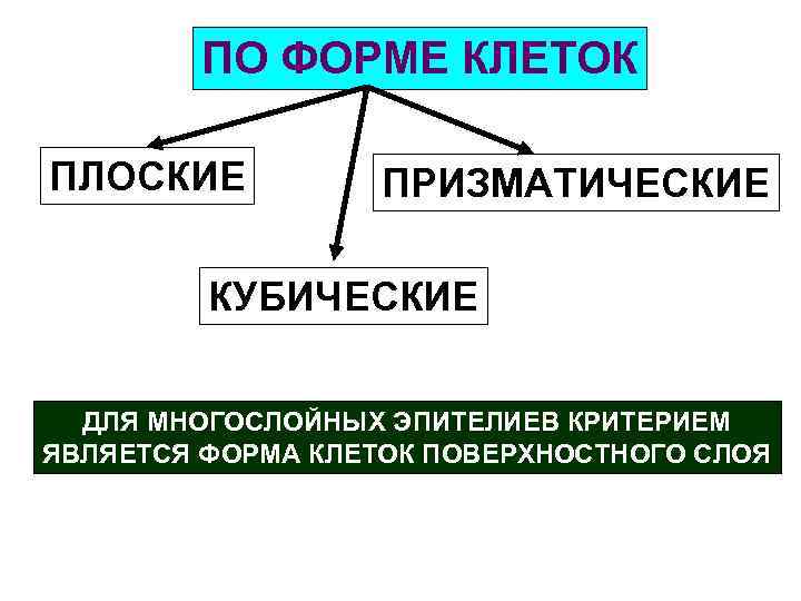 ПО ФОРМЕ КЛЕТОК ПЛОСКИЕ ПРИЗМАТИЧЕСКИЕ КУБИЧЕСКИЕ ДЛЯ МНОГОСЛОЙНЫХ ЭПИТЕЛИЕВ КРИТЕРИЕМ ЯВЛЯЕТСЯ ФОРМА КЛЕТОК ПОВЕРХНОСТНОГО