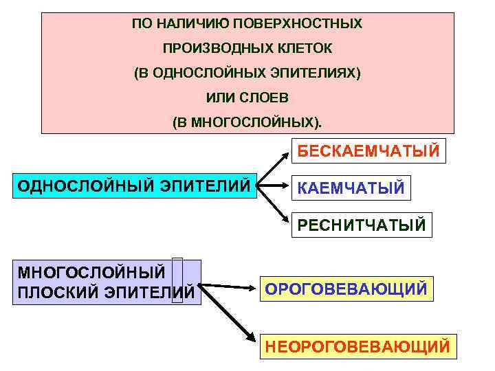 ПО НАЛИЧИЮ ПОВЕРХНОСТНЫХ ПРОИЗВОДНЫХ КЛЕТОК (В ОДНОСЛОЙНЫХ ЭПИТЕЛИЯХ) ИЛИ СЛОЕВ (В МНОГОСЛОЙНЫХ). БЕСКАЕМЧАТЫЙ ОДНОСЛОЙНЫЙ