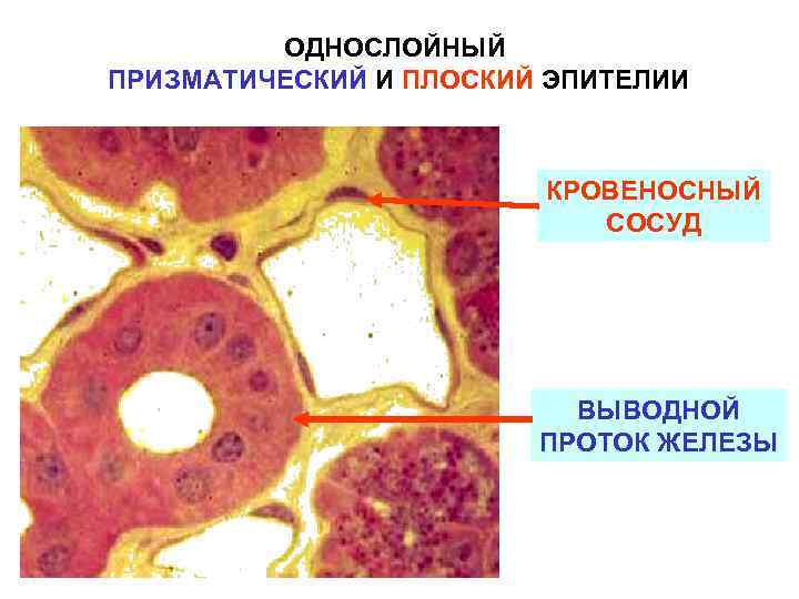 Сосуды состоящие из одного слоя клеток