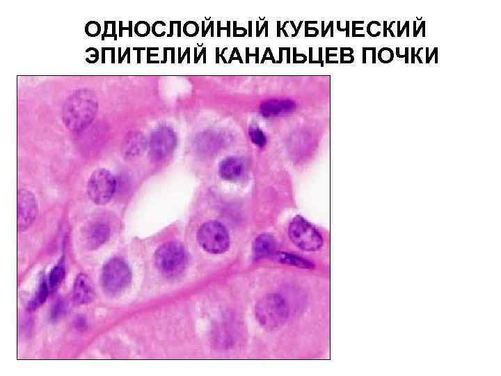 ОДНОСЛОЙНЫЙ КУБИЧЕСКИЙ ЭПИТЕЛИЙ КАНАЛЬЦЕВ ПОЧКИ ЯДРО БАЗАЛЬНАЯ ЧАСТЬ КЛЕТОК АПИКАЛЬНАЯ ЧАСТЬ КЛЕТОК БАЗАЛЬНАЯ МЕМБРАНА