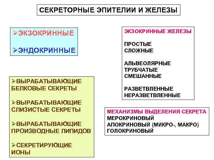 СЕКРЕТОРНЫЕ ЭПИТЕЛИИ И ЖЕЛЕЗЫ ØЭКЗОКРИННЫЕ ØЭНДОКРИННЫЕ ØВЫРАБАТЫВАЮЩИЕ БЕЛКОВЫЕ СЕКРЕТЫ ØВЫРАБАТЫВАЮЩИЕ СЛИЗИСТЫЕ СЕКРЕТЫ ØВЫРАБАТЫВАЮЩИЕ ПРОИЗВОДНЫЕ