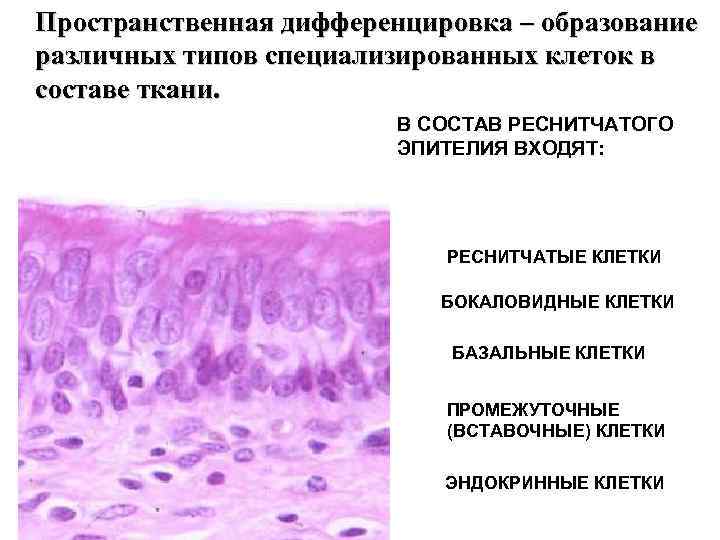 Пространственная дифференцировка – образование различных типов специализированных клеток в составе ткани. В СОСТАВ РЕСНИТЧАТОГО