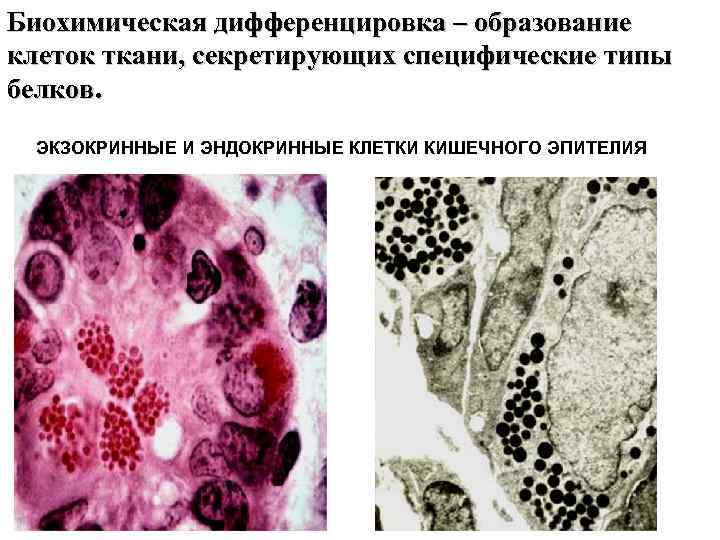 Биохимическая дифференцировка – образование клеток ткани, секретирующих специфические типы белков. ЭКЗОКРИННЫЕ И ЭНДОКРИННЫЕ КЛЕТКИ