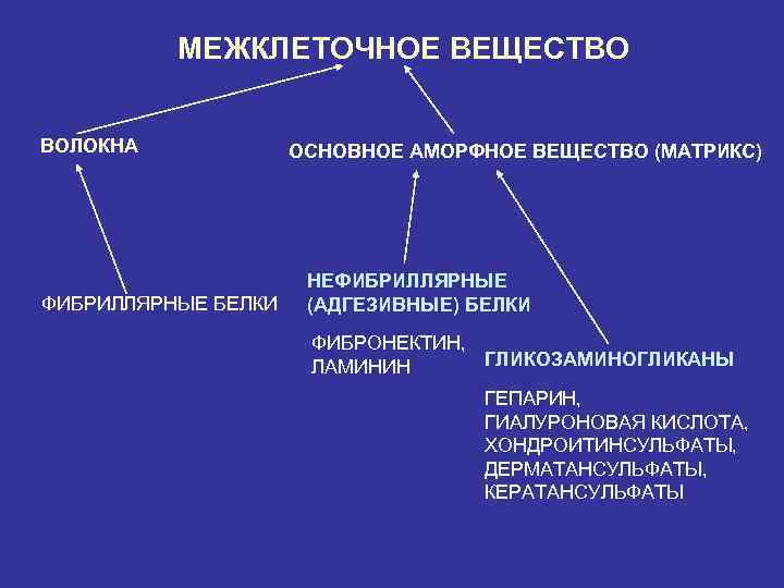 Межклеточное вещество соединительной