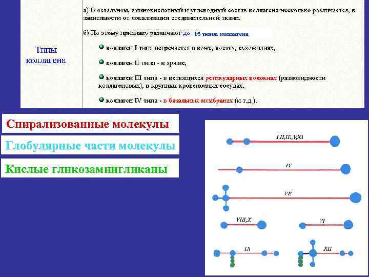 15 типов коллагена Спирализованные молекулы Глобулярные части молекулы Кислые гликозамингликаны 