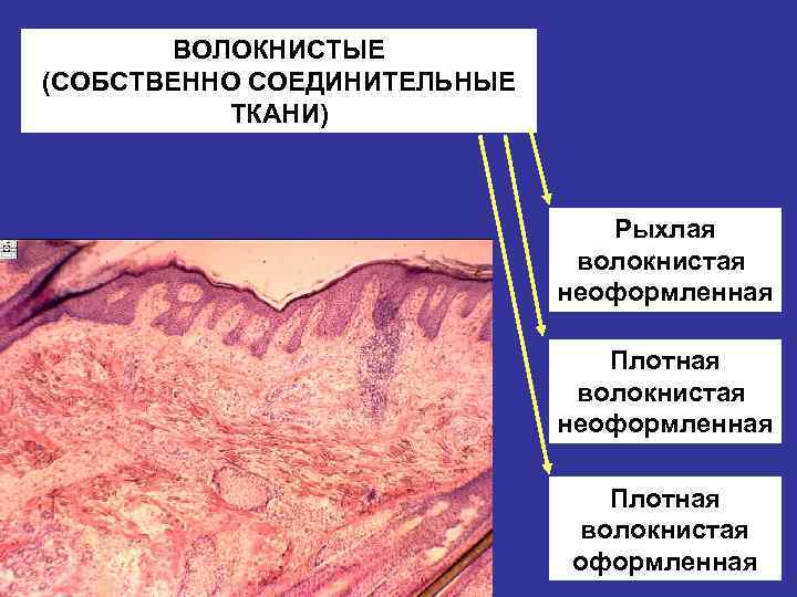 ВОЛОКНИСТЫЕ (СОБСТВЕННО СОЕДИНИТЕЛЬНЫЕ ТКАНИ) Рыхлая волокнистая неоформленная Плотная волокнистая оформленная 