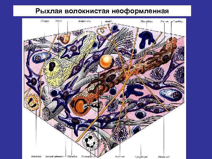 Рыхлая волокнистая неоформленная 