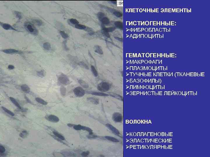 КЛЕТОЧНЫЕ ЭЛЕМЕНТЫ ГИСТИОГЕННЫЕ: ØФИБРОБЛАСТЫ ØАДИПОЦИТЫ ГЕМАТОГЕННЫЕ: ØМАКРОФАГИ ØПЛАЗМОЦИТЫ ØТУЧНЫЕ КЛЕТКИ (ТКАНЕВЫЕ ØБАЗОФИЛЫ) ØЛИМФОЦИТЫ ØЗЕРНИСТЫЕ