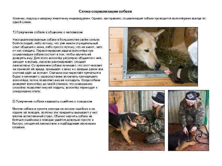 Схема социализации собаки Конечно, подход к каждому животному индивидуален. Однако, как правило, социализация собаки