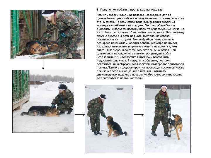 3) Приучение собаки к прогулкам на поводке Научить собаку ходить на поводке необходимо для