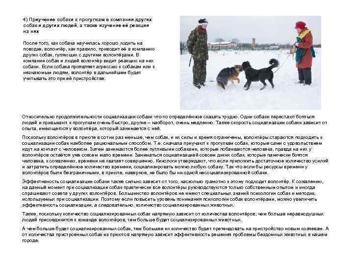 4) Приучение собаки к прогулкам в компании других собак и других людей, а также