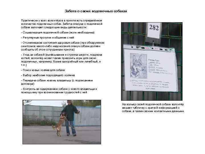 Забота о своих подопечных собаках Практически у всех волонтёров в приюте есть определённое количество