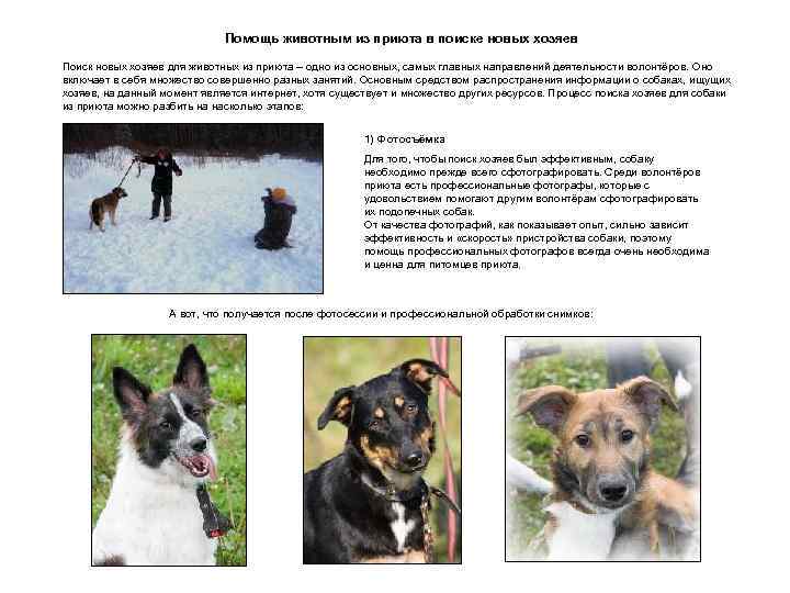Помощь животным из приюта в поиске новых хозяев Поиск новых хозяев для животных из