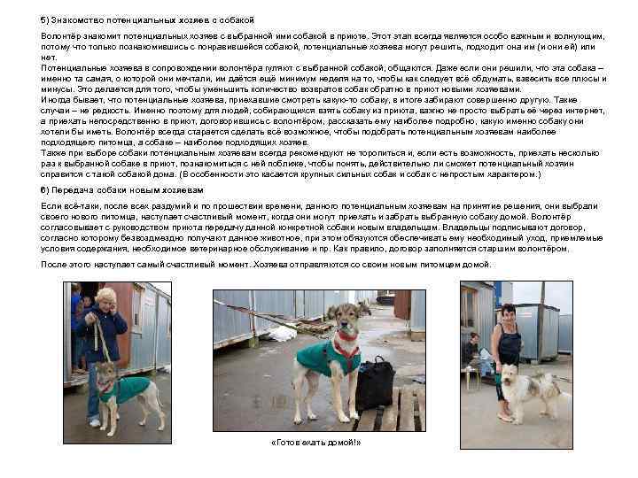 5) Знакомство потенциальных хозяев с собакой Волонтёр знакомит потенциальных хозяев с выбранной ими собакой